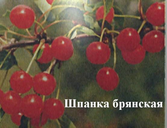 Вишня Шпанка брянская
