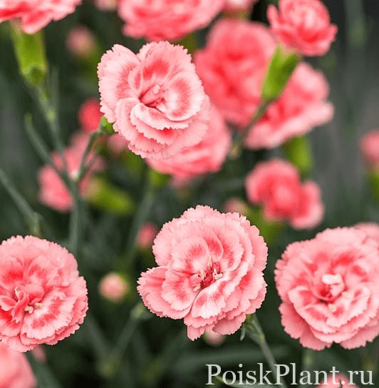 Гвоздика альвуди Perfume Pinks Romance