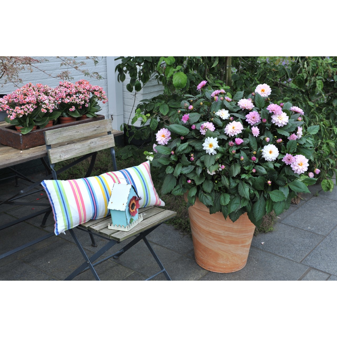 Георгина Temptation Pink Bicolor