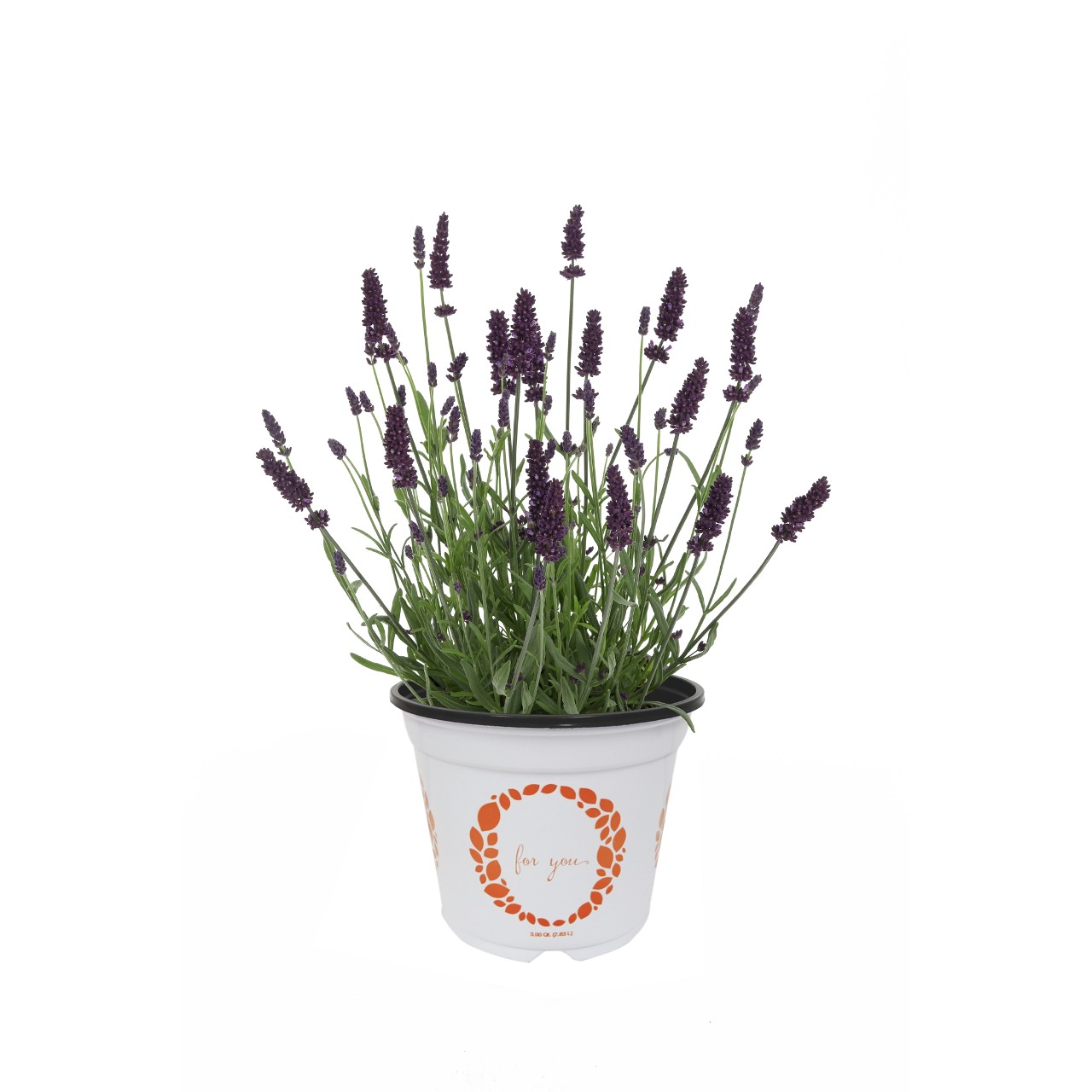 Лаванда angustifolia La Diva Vintage Amethyst