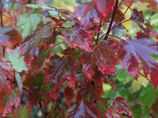 Клен красный October Glory