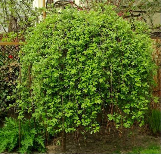 Ива козья Pendula