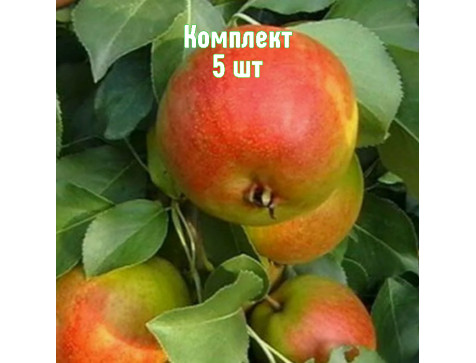 Груша Веселинка