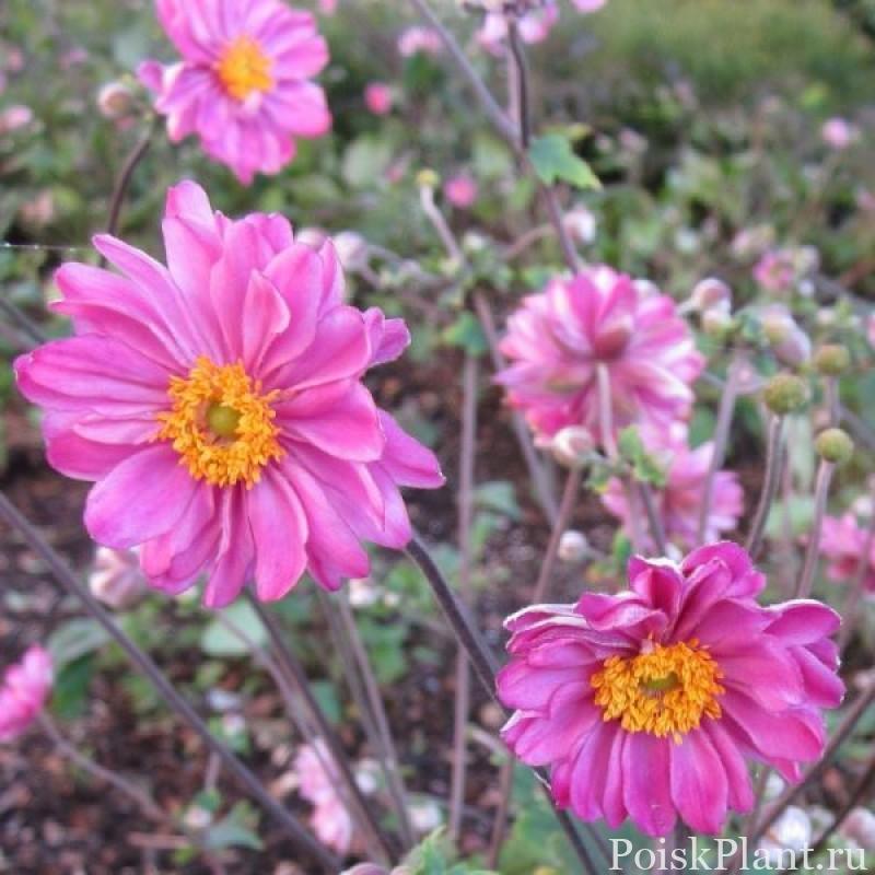 Анемона гибридная Mont Rose