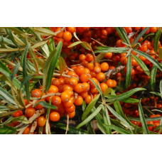 Облепиха крушиновидная (Hippophae rhamnoides Zheltaya rannyaya)