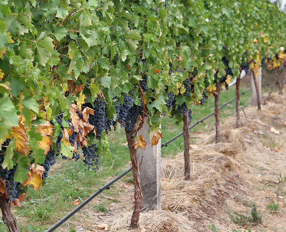 Виноград Malbec