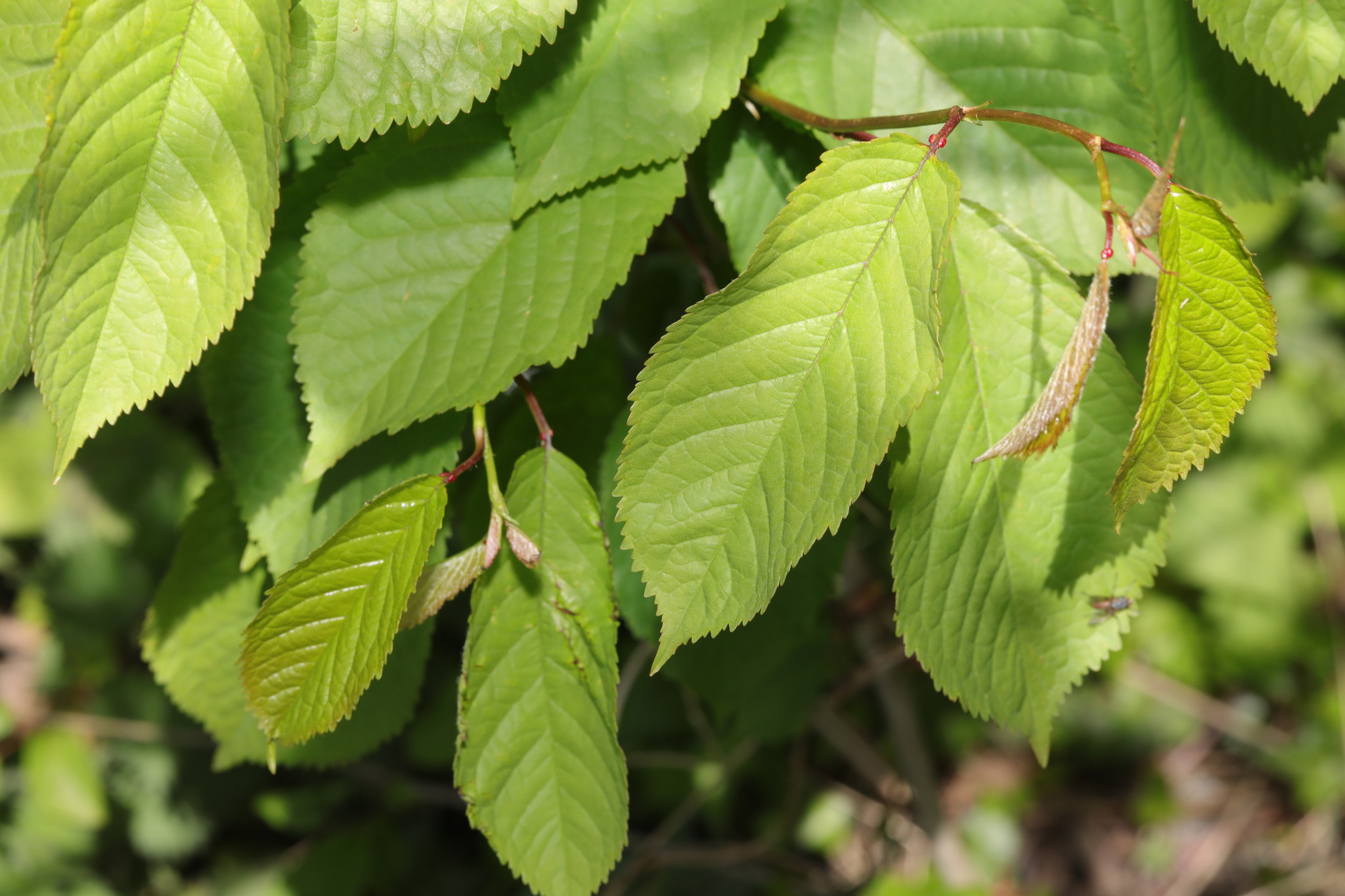 international backfill (iNaturalist): Prunus avium