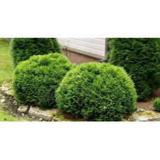 Туя западная (Thuja occidentalis Danica)