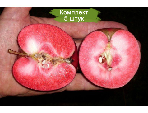 Яблоня красномясая Калипсо