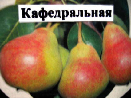 Груша Кафедральная