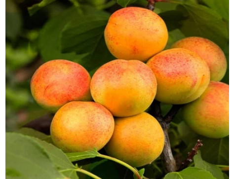 Абрикос Водолей (средний)