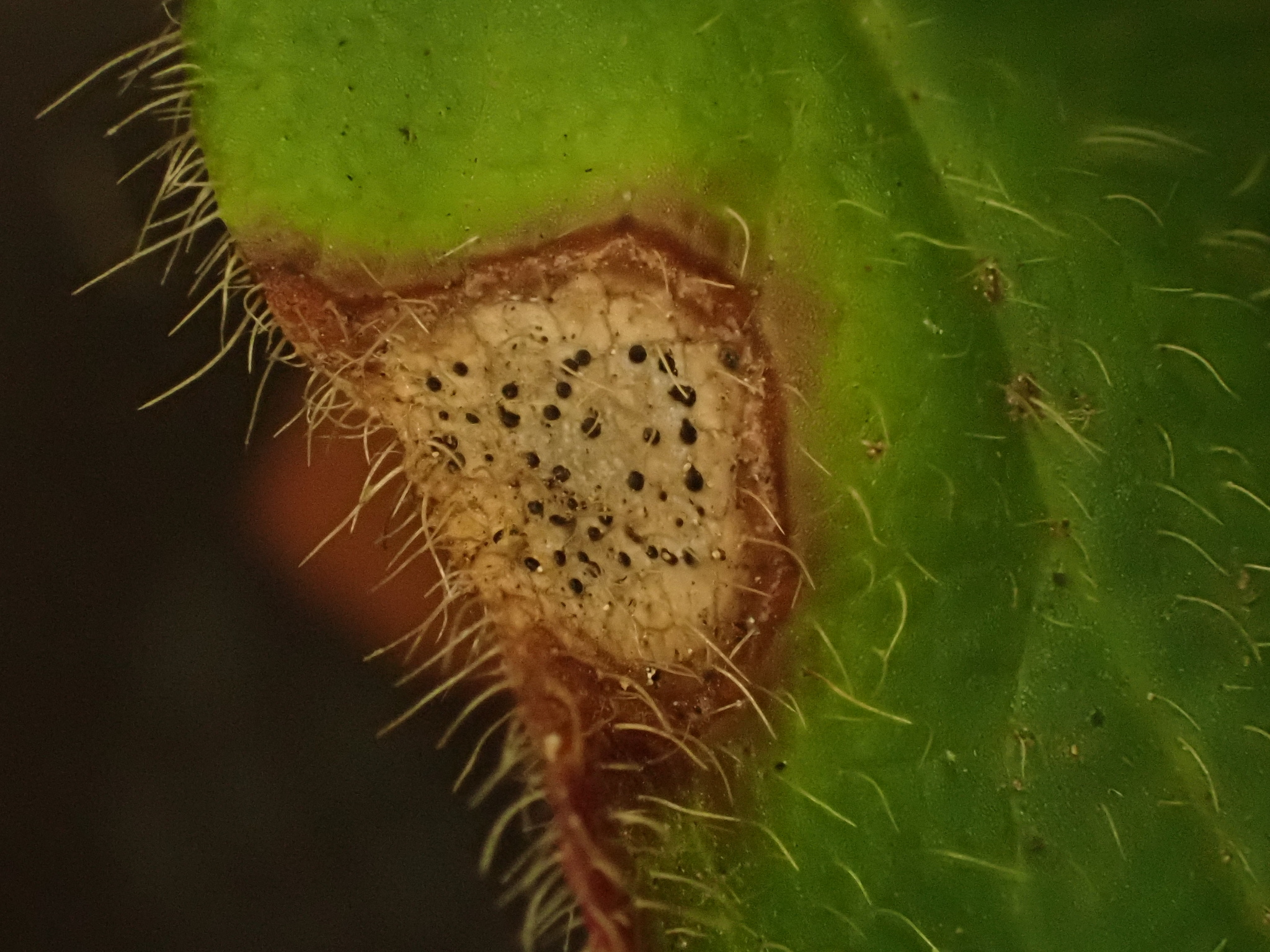 international backfill (iNaturalist): Lonicera