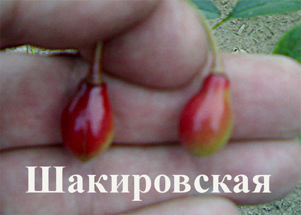 Вишня Шакировская