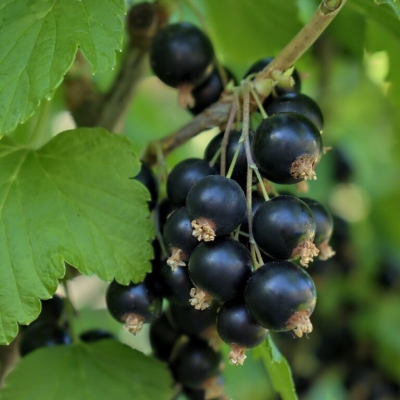 smorodina-ribes-chernaya