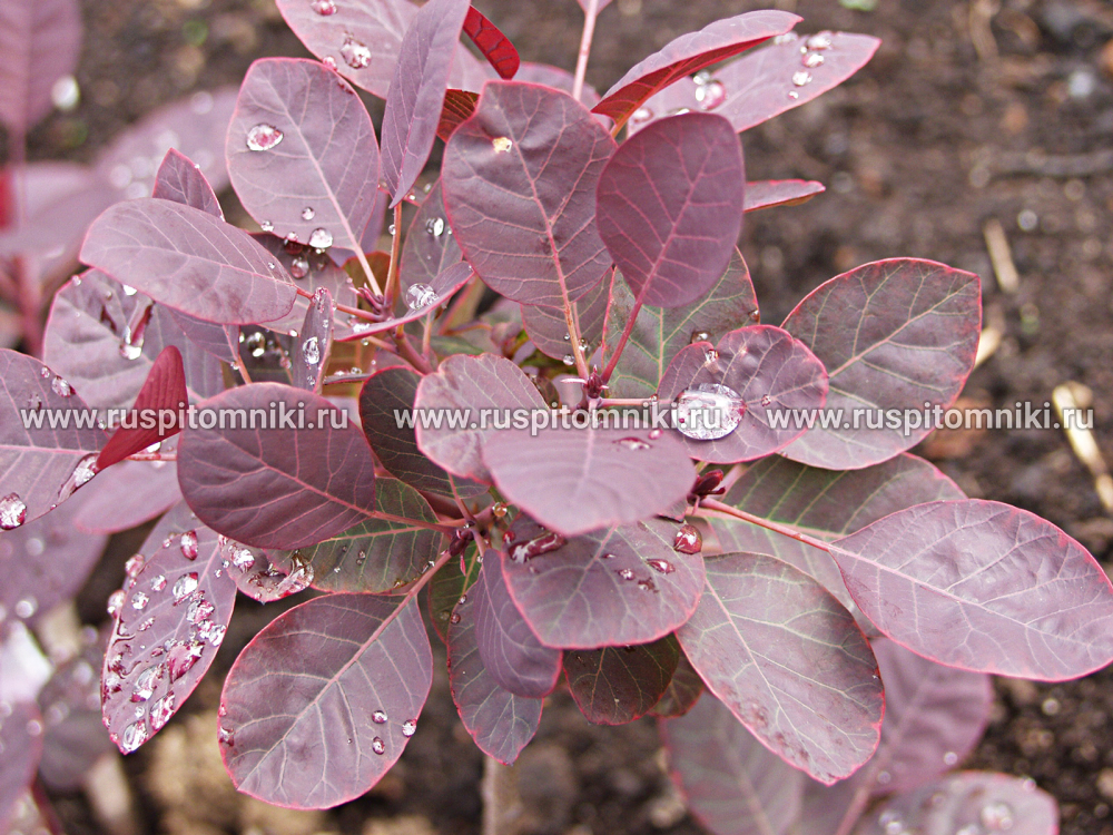 Скумпия обыкновенная Royal Purple