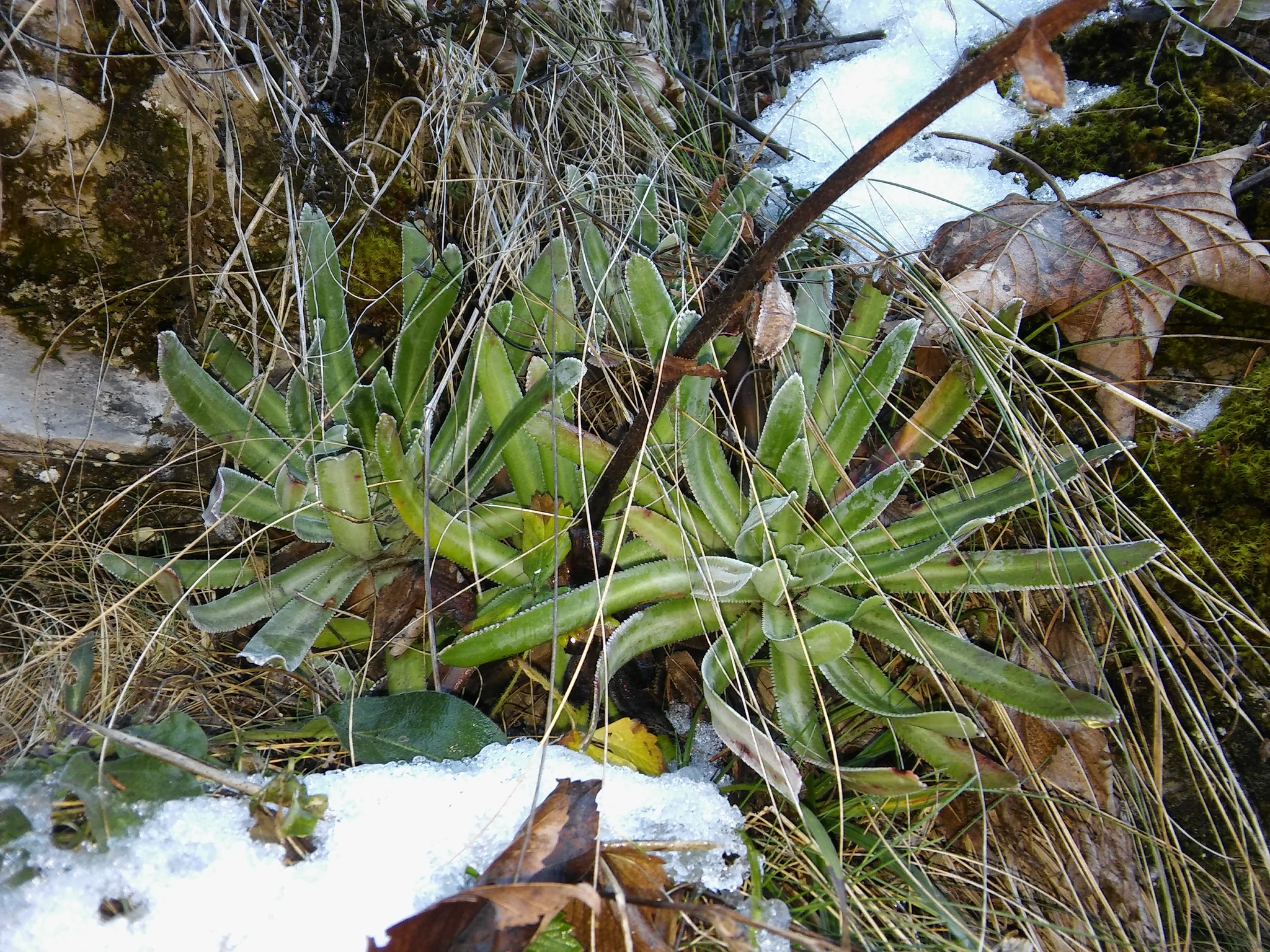 international backfill (iNaturalist): Hosta