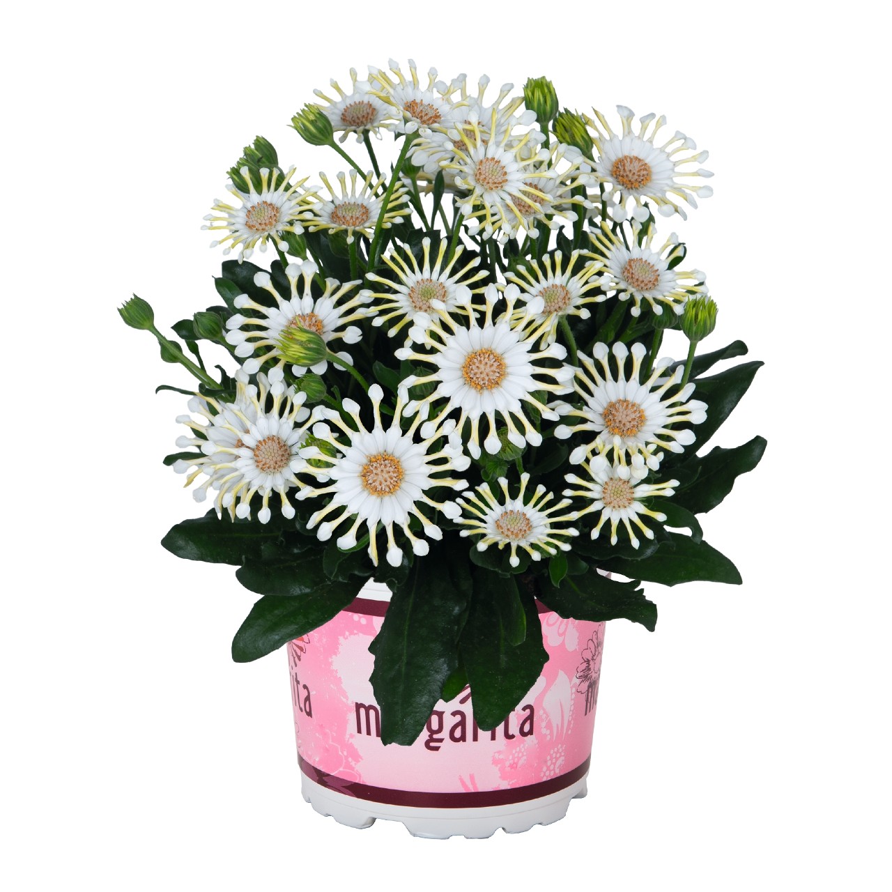 Остеоспермум Margarita Cream Spoon