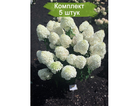 Гортензия метельчатая Summer Snow / Саммер Сноу