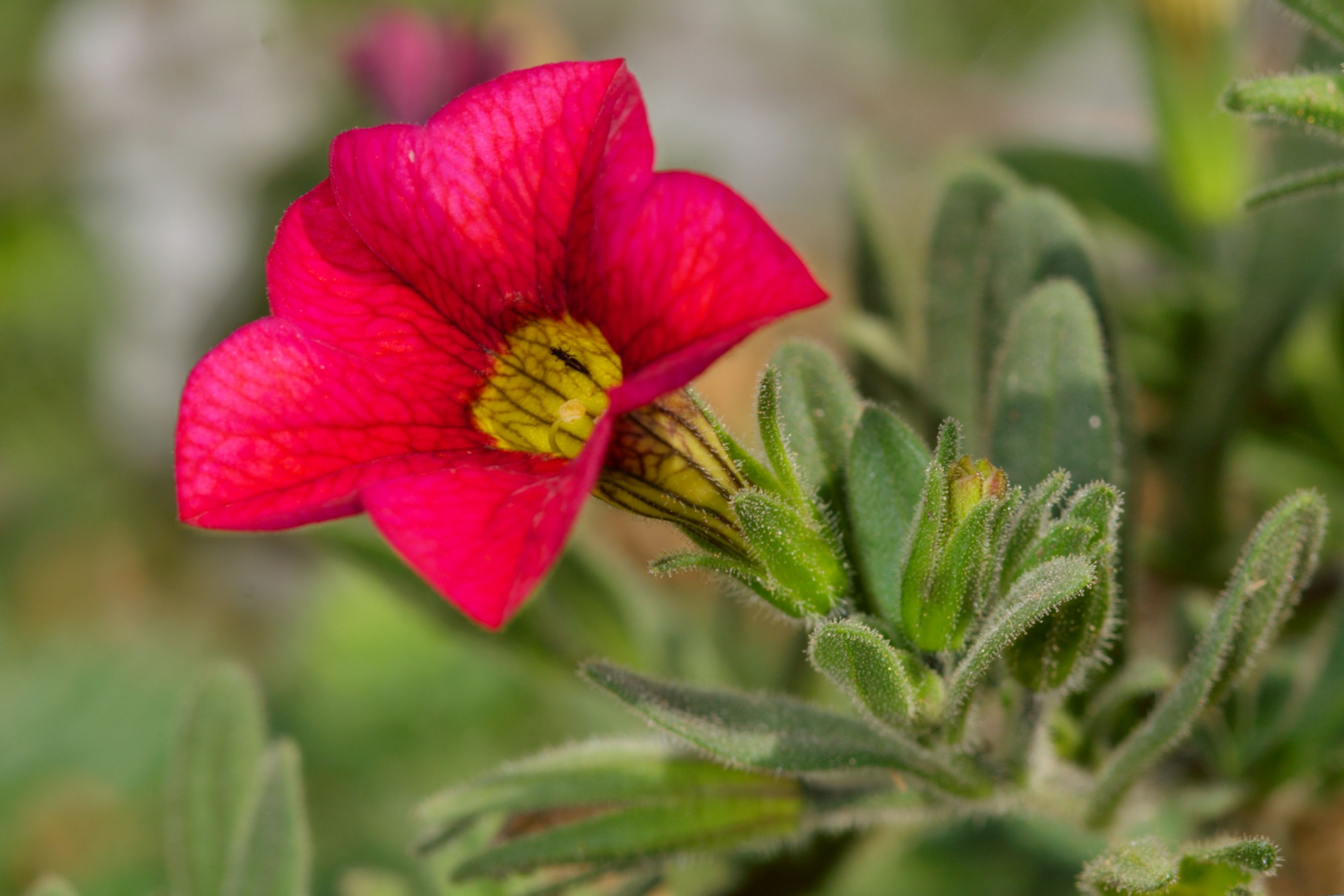 Калибрахоа Bloomtastic Hot Pink
