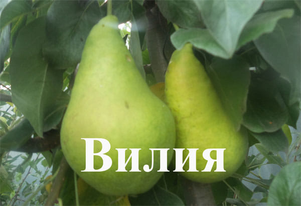 Груша Вилия