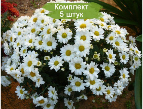 Хризантема Верано Джей (Мультифлора/Белая)