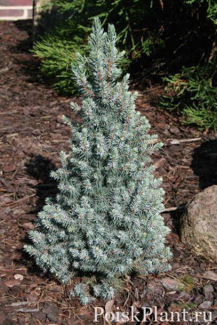 Ель глаука Arnesons Blue Variegated