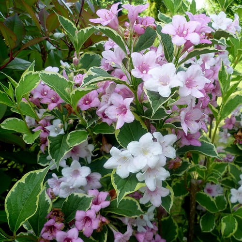 Вейгела цветущая Nana Variegata