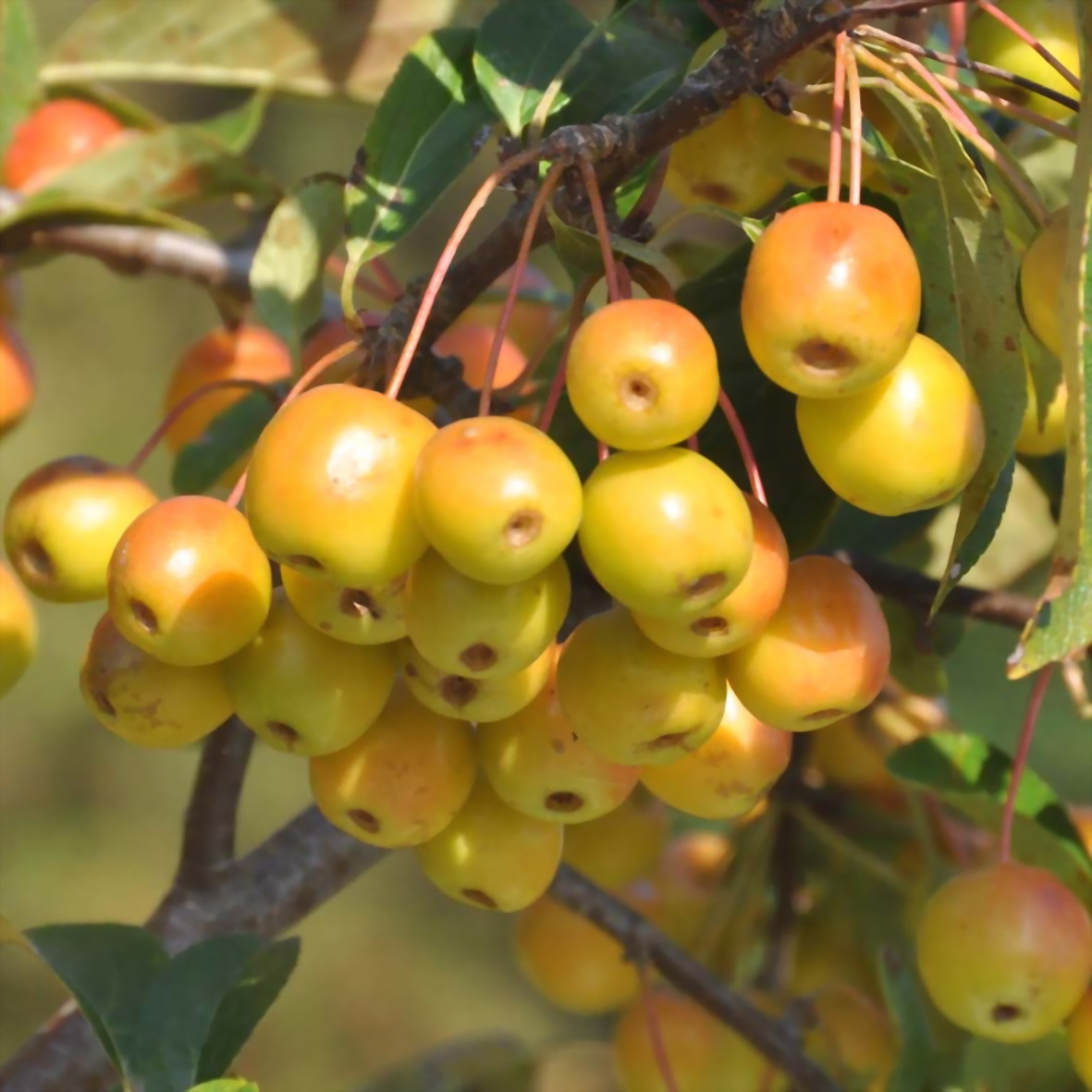 yablonya-malus-dekorativnaya