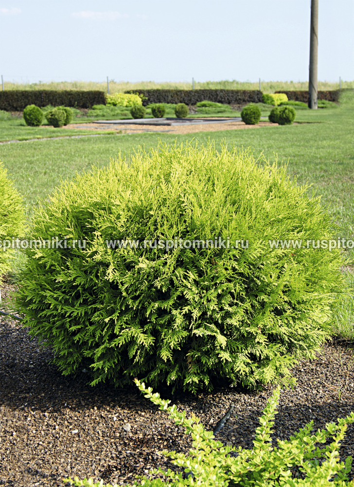 Туя западная Globosa Nana Aurea