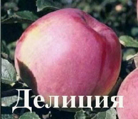 Яблоня Делиция