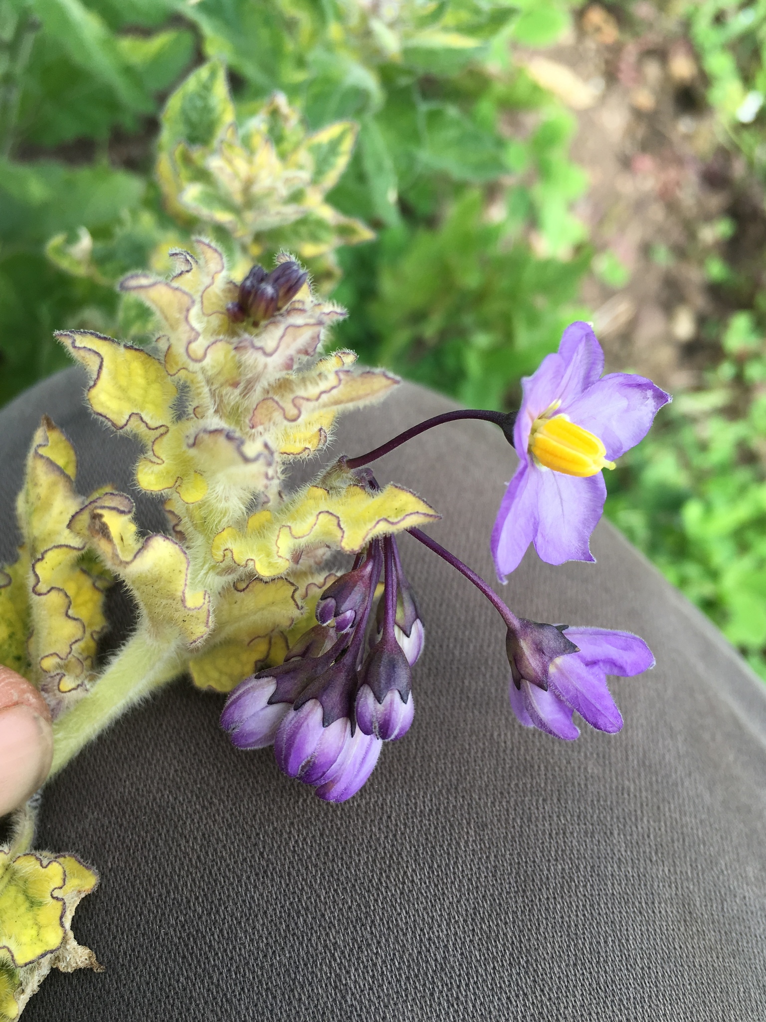 international backfill (iNaturalist): Solanum