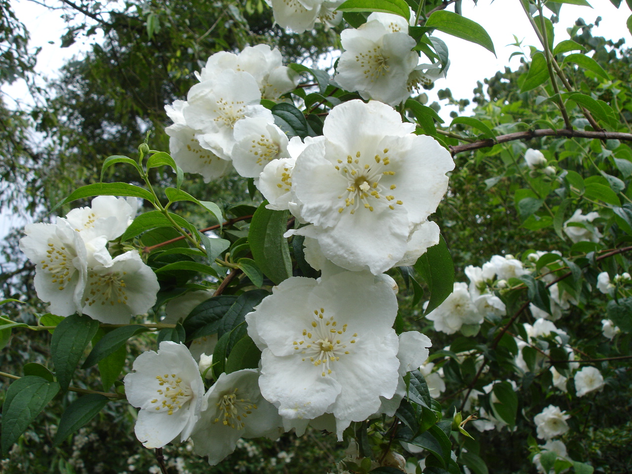 Чубушник (Philadelphus Beauclerk)