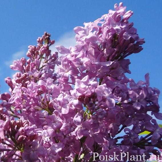 Сирень гиацинтовая Lavander Lady