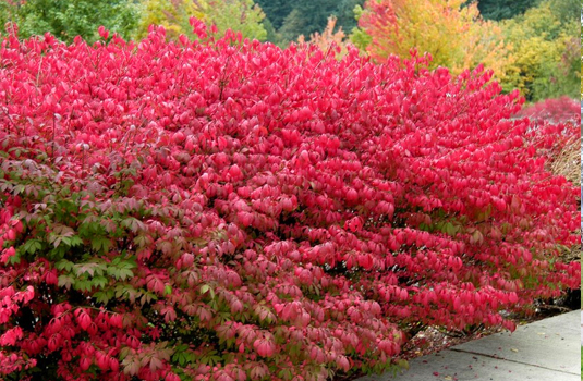 Бересклет крылатый Euonymus alatus