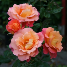 Роза грандифлора (Rose grandiflora Morgenrote)