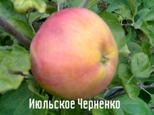 Яблоня Июльское Черненко