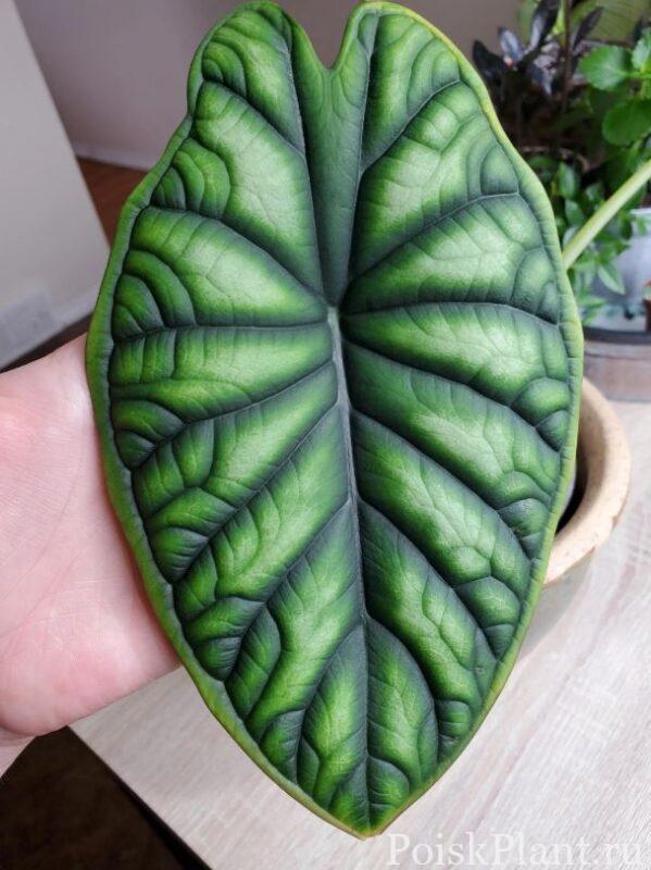 Алоказия багинда Dragon Scale
