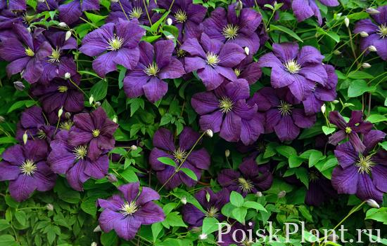 Клематис фиолетовый Viola