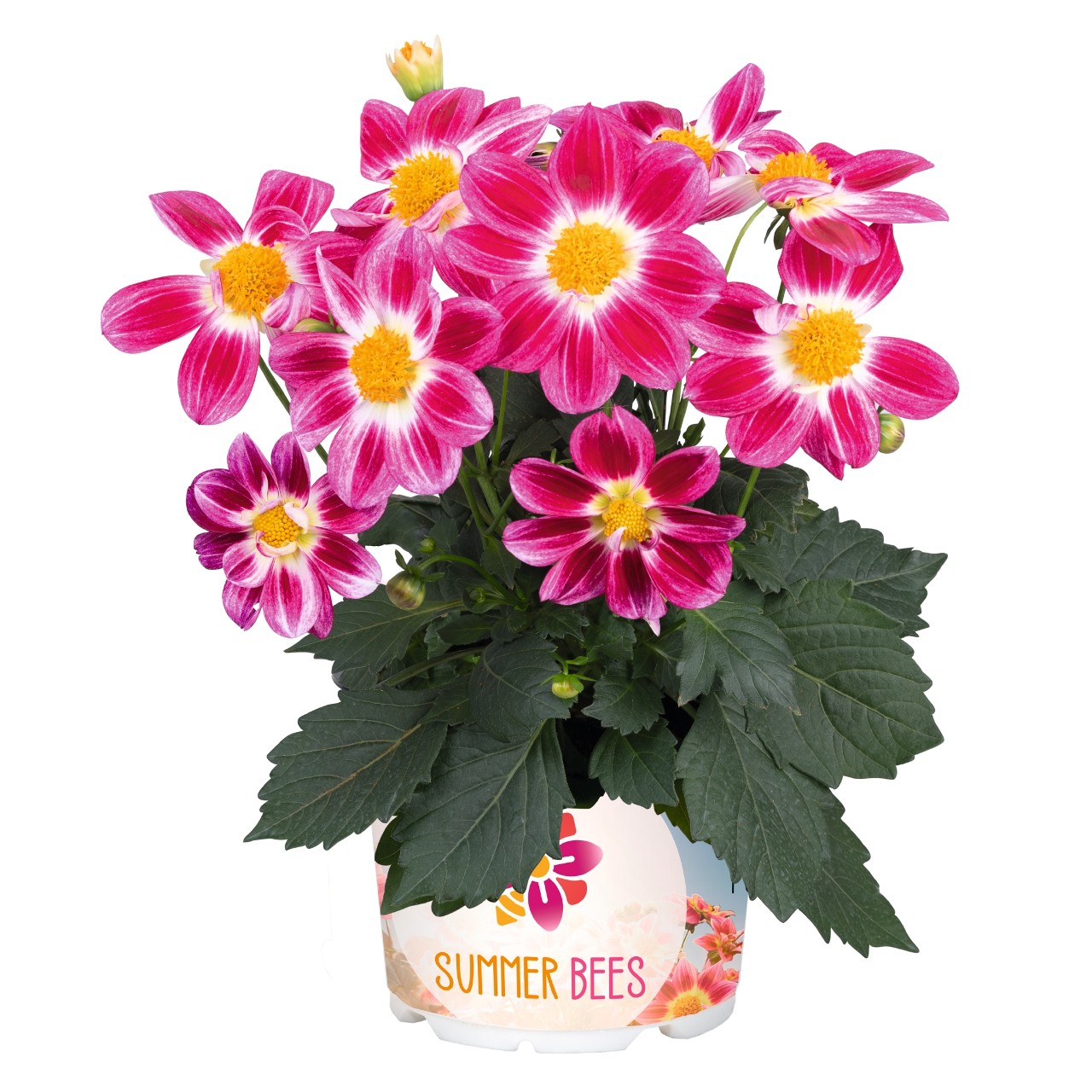 Георгина Summer Bees Purple Bicolor