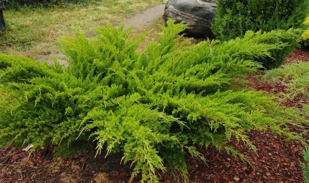 Можжевельник Пфитцериана "Минт Джулеп" (Juniperus Pfitzeriana "Mint Julep")