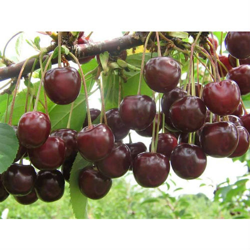 Жуковская