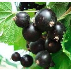 Смородина черная Забава (Ribes nigrum)