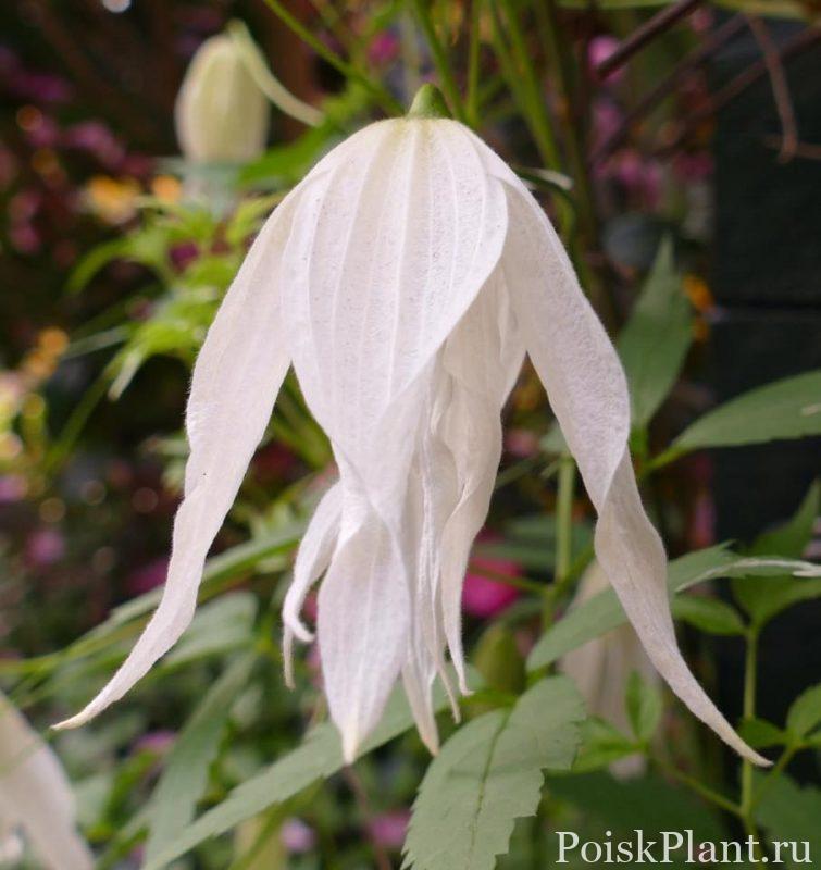 Клематис альпийский Broughton Bride