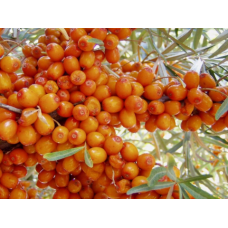 Облепиха крушиновидная (Hippophae rhamnoides Julia)