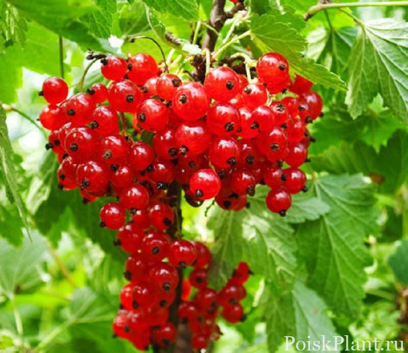 Смородина красная Detwan