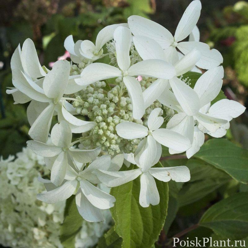 Гортензия метельчатая Star Rose