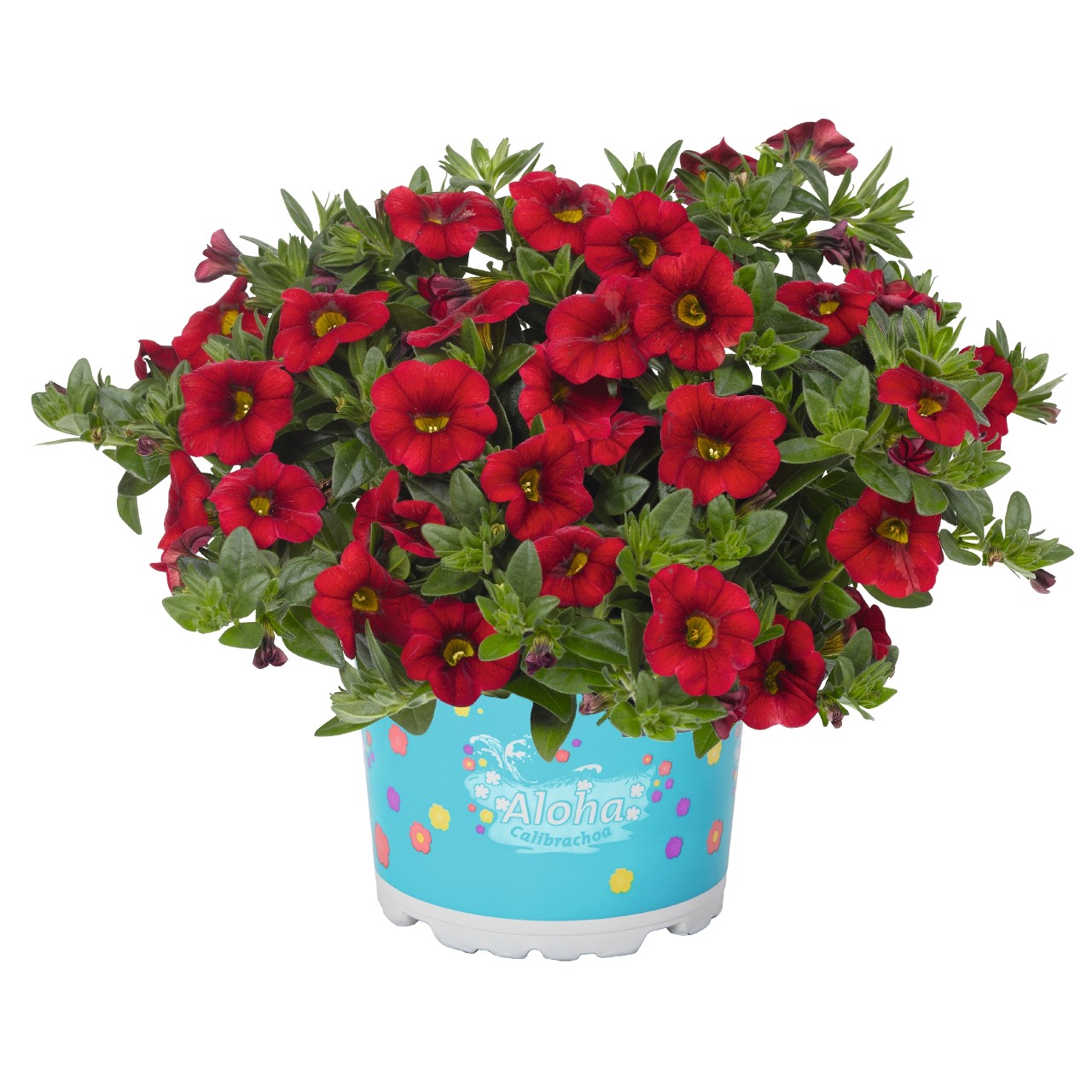 Калибрахоа Aloha Kona Dark Red