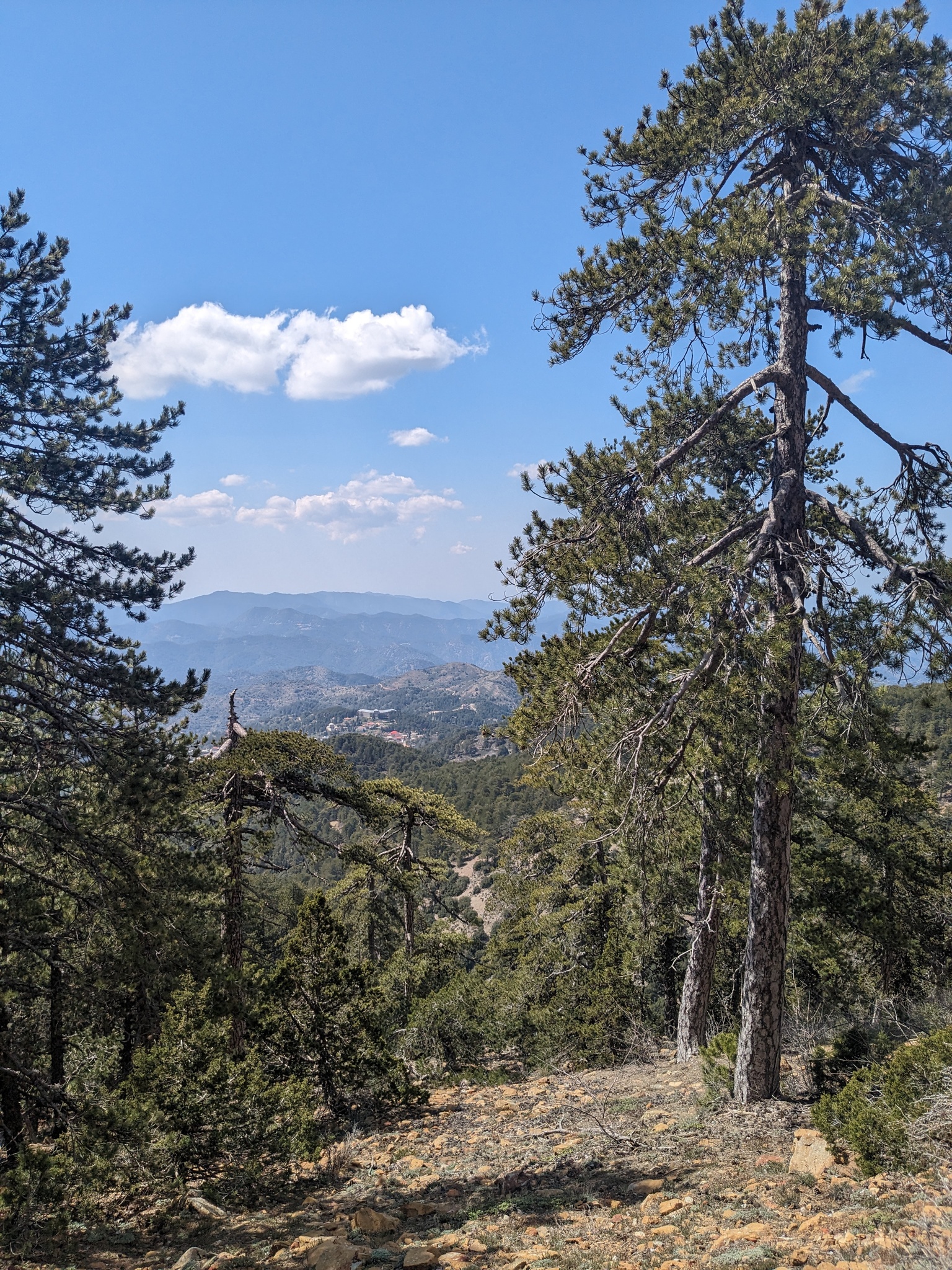 international backfill (iNaturalist): Pinus nigra