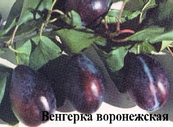 Слива "Венгерка воронежская" Садоград 2хлетние саженцы