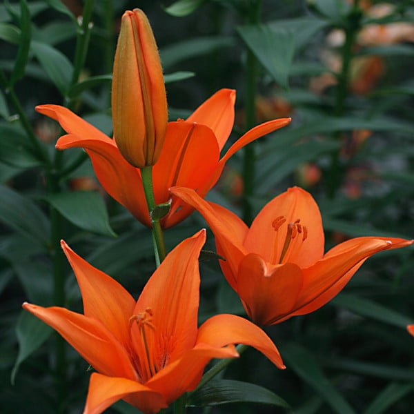 Лилия азиатская Orange Ton